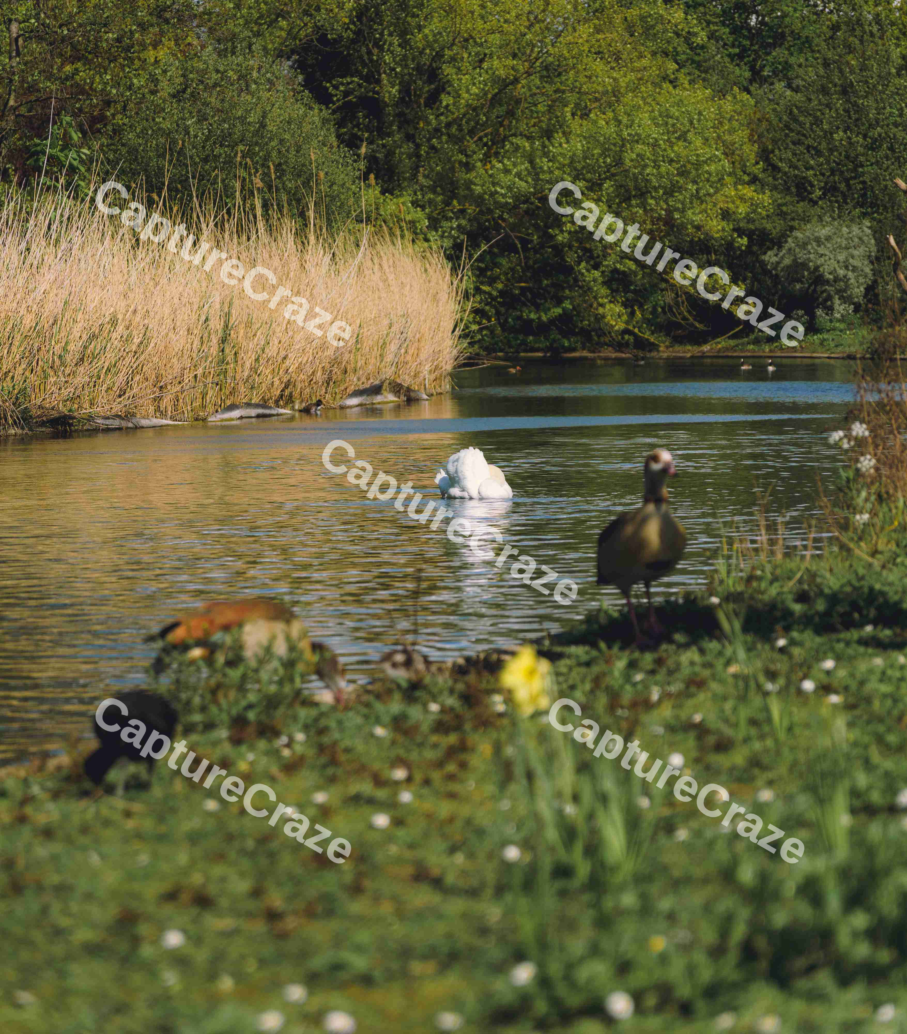 Swan With Two Birds
